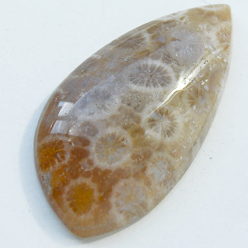 Fossiili koralli, pyrhiottu kapussi, epsymmetrinen, mitat noin 32x17x5.5mm, kuvassa #PS-11, tasainen tausta, kuvio molemmilla puolilla, vain 1 kpl